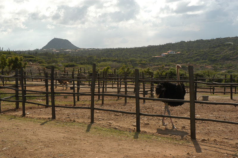 Contact Us Aruba Ostrich Farm